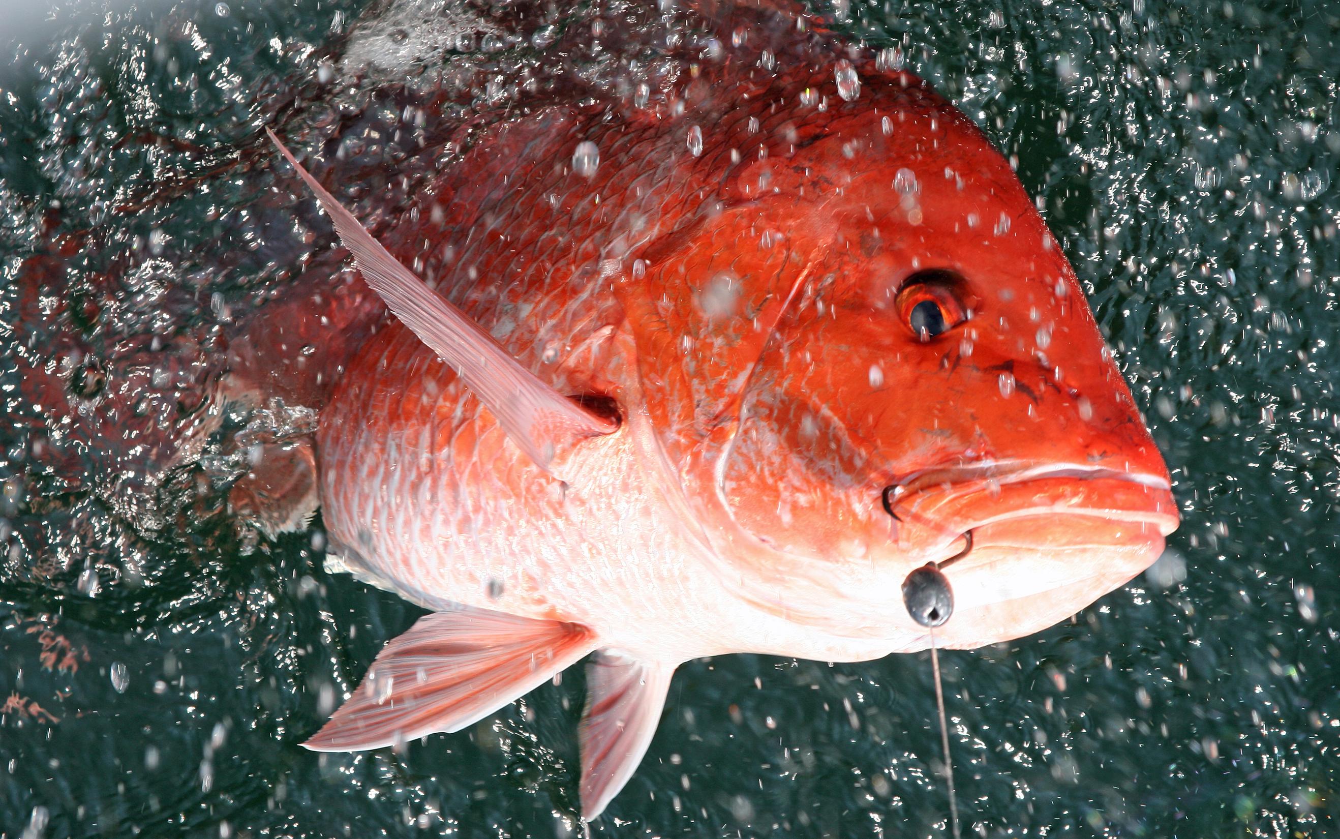 EFPs Could Lead to 47Day Snapper Season in Alabama Outdoor Alabama